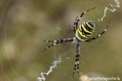 100 Wespenspinne - Argiope bruennichi